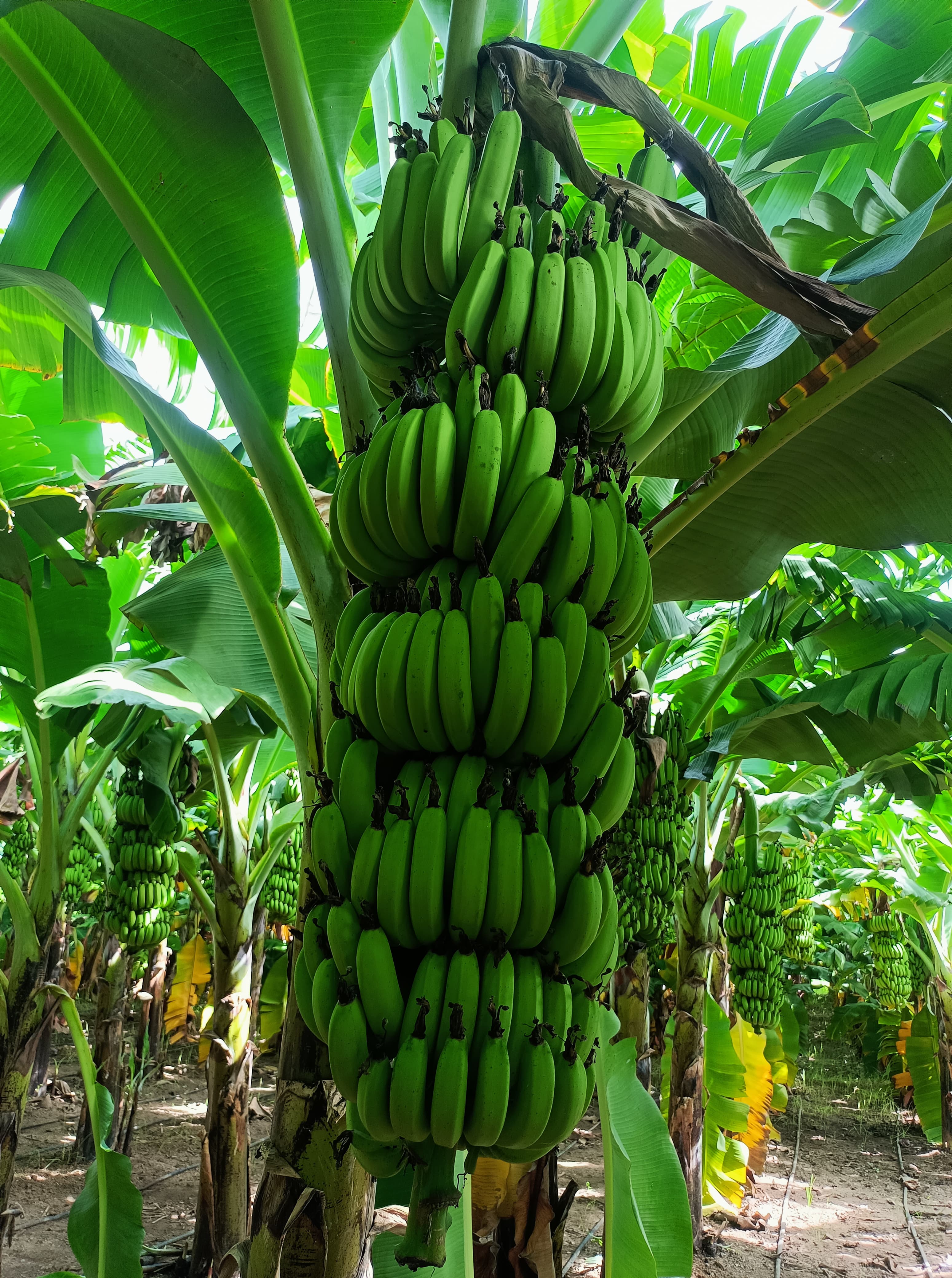 Banane from Indien